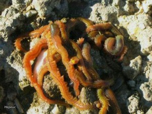 морской червяк - нерис излюбленная наживка для кефали